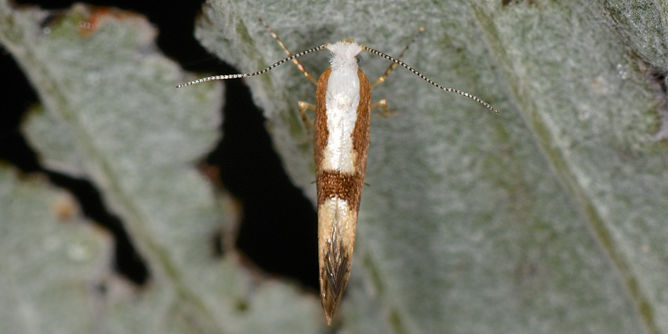 Argyresthia pruniella? S